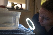 Dr. Jessie Sanders analyzing the movement of a Fisher’s wood catfish at a home in Martinez, Calif., in January.