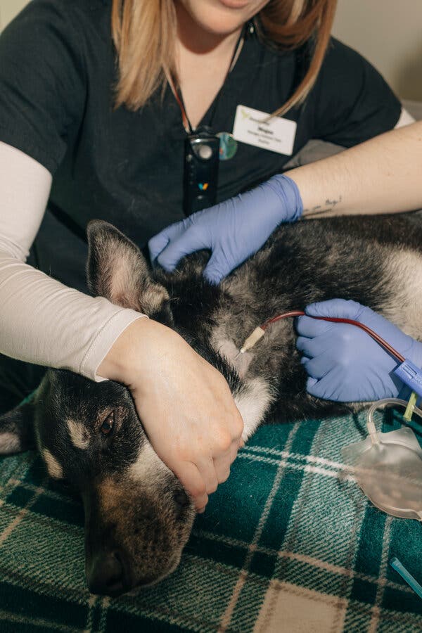 A closeup of a dog giving blood while resting its head on a woman’s lap. 