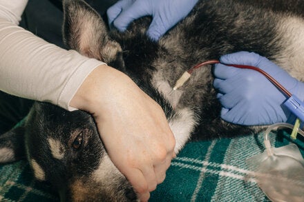 Jolie, a blood donor, giving blood at a DoveLewis Blood Bank in Portland, Ore., last month.