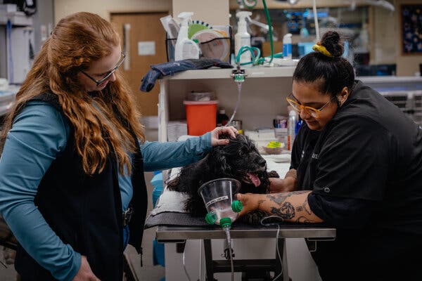 Two women stand next to a dog on a table in a veterinary office.