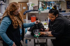 Claire Johnson, a veterinary social worker, left, comforted Zorro, a 16-year-old cockapoo, as he was prepared for euthanasia at MedVet, a 24-hour pet care facility in Chicago.