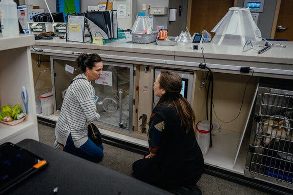 Two women kneel near animal kennels and have a conversation. 