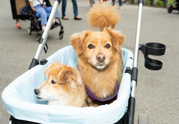 Two dogs in a stroller in Central Park.