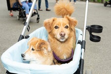 The proliferation of dog strollers is one sign of a trend in which pets’ lives have become constrained and dependent on humans. 