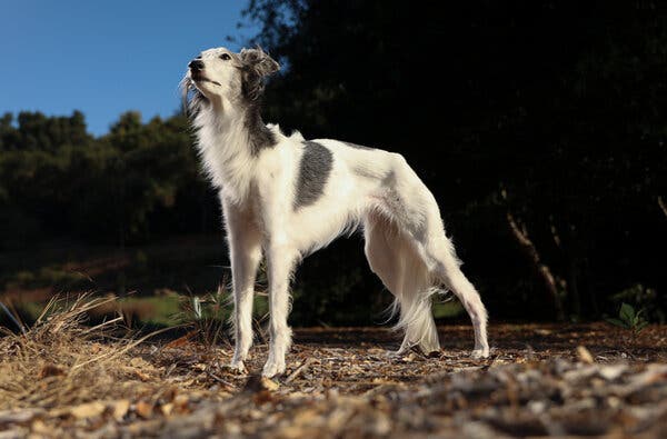 A slender dog with ruffled, mostly white fur stands attentively outside in a clearing of a wooded area.