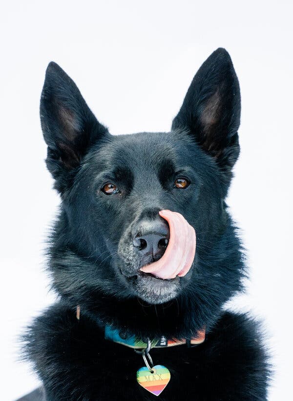 A black dog with pointed ears licking his nose with his tongue and wearing a multi-colored identification collar around his neck with him name on it.