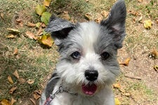 Chicky, a Havanese, had heterochromia — one blue eye and one brown eye — and an outsize personality. Her sudden death was devastating to a Brooklyn community that loved her.