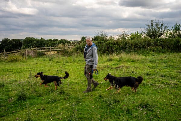 A bespectacled, gray-haired man walks with a leash through a grassy field, accompanied by two English Shepherds.