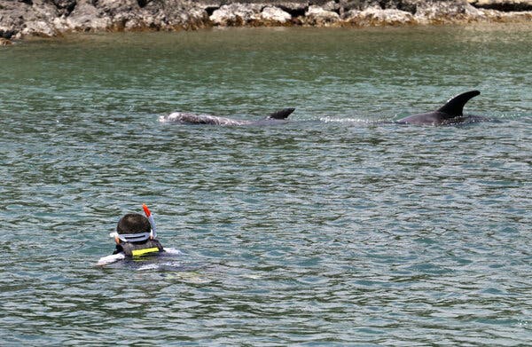 A swimmer wearing a snorkel is in the water, looking at two dolphins.