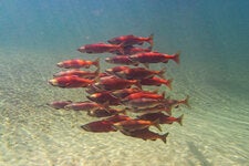 A school of kokanee, or landlocked sockeye, in the Sxótsaqel (Chilliwack) Lake in British Columbia.