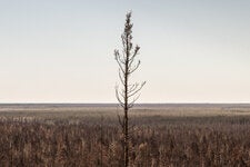 A vast section of forest that burned in last year’s fires near Heart Lake between Kakisa and Enterprise in the Northwest Territories, Canada. 