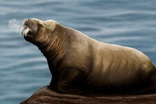 An artist’s concept of Ontocetus posti, a late Pliocene, walrus-like mammal that was adapted to suction feeding, somewhat similar to its modern relative.