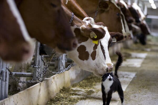 Two dairy cows in a barn nuzzle a domestic cat on the top of its head as they await being milked.