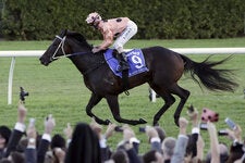 Black Caviar winning a race in Sydney, Australia, in 2013.