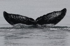 The humpback whale Old Timer, observed by Adam Pack on July 29 in Frederick Sound in southeast Alaska.