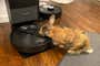 A rabbit sniffing the Roborock Q5+ robot vacuum in its emptying dock.